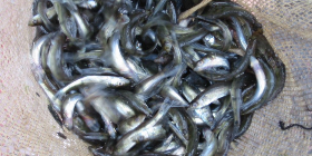 kuha