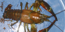 rapu